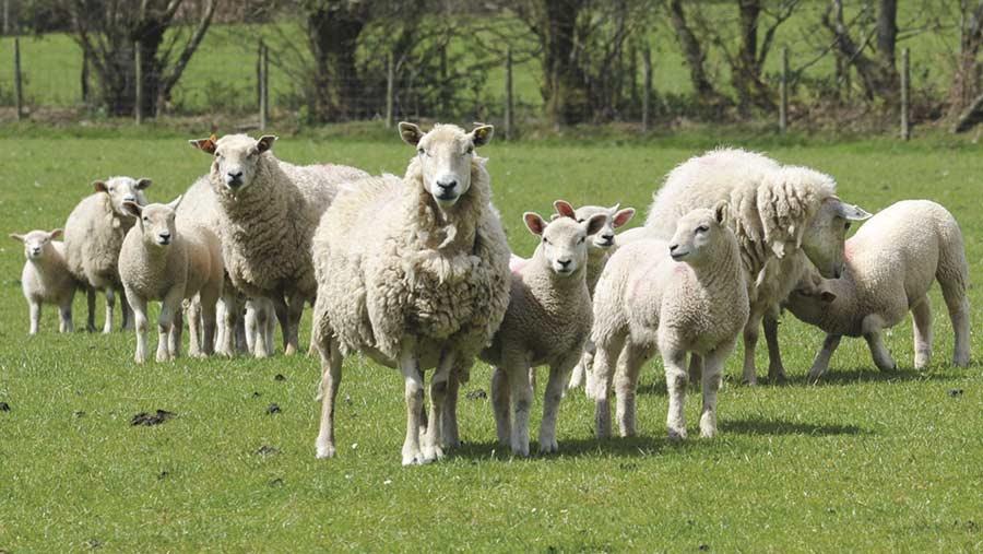 روش همزمانی فحلی با استفاده از پروستاگلاندین در گوسفندان