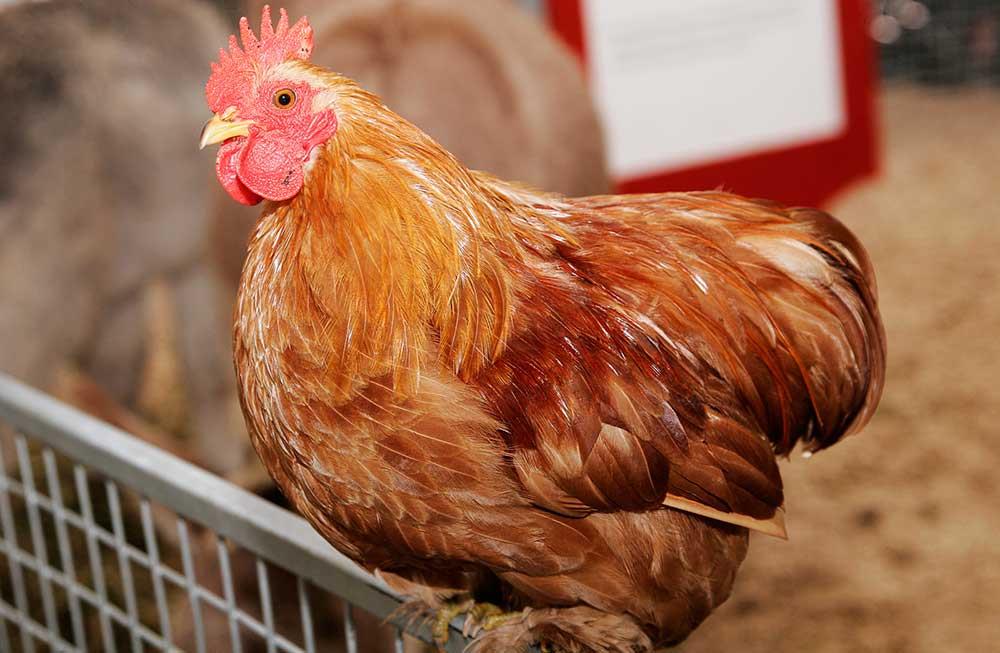 سلامت کبد مرغ ها را حفظ کنید