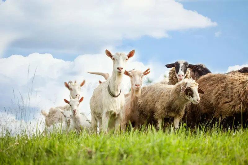 بز و گوسفند در حال مقایسه توانایی‌های شناختی و هوش