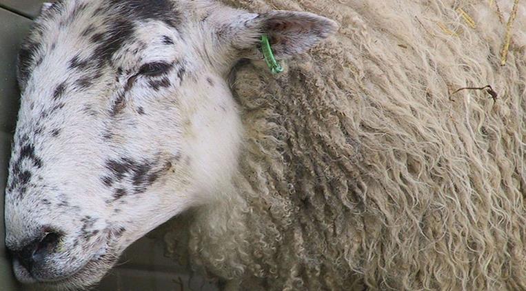 بیماری پنومونی در گاو و گوسفند