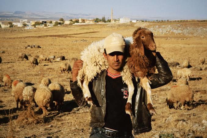 آیا گوسفند صاحب خود را می‌شناسد