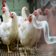 کنترل سالمونلا و کمپیلوباکتر در مرغداری ها