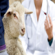 تشخیص عملی بیماری های گوسفند و بز و درمان و پیشگیری آنها