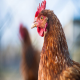 تقویت سیستم ایمنی خود مرغ می تواند بیماری ها را کاهش دهد