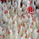 اجرای طرح تولید مرغ بدون آنتی بیوتیک در ایران