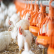 پیش نیازهای طرح تولید گوشت مرغ بدون آنتی بیوتیک