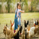 دلایل مهم اجرای طرح تولید مرغ بدون آنتی بیوتیک