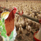 طرح تولید مرغ بدون آنتی بیوتیک