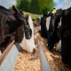 تأثیر سموم قارچی بر تولیدات گاوهای شیری