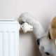 چطور در زمستان خانه سگ را گرم کنیم؟