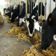 تأثیر ارتفاع برداشت ساقه ذرت در تغذیه گاو شیری