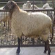 گوسفند نژاد مغانی