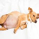 تومور میکس پستانی در سگ