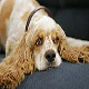رایج‌ترین بیماری در سگ کوکر اسپانیل