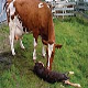 سقط جنین در گاو