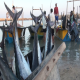 ممنوعیت صید ماهی خلیج فارس