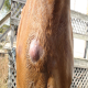 بیماری پوستی آبسه در اسب