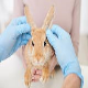 بیماری‌های خرگوش