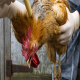 تاثیر سیستم ایمنی ضعیف شده بر رشد مرغ‌ها