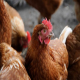 تأثیر لاکتوباسیلوس بر کاهش چربی در کبد، ماهیچه و لاشه مرغ گوشتی