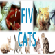 ایدز در گربه‌ها FIV