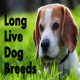 نژادهای سگ با طول عمر بالا