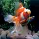 ماهی گلدفیش رایکین Ryukin Goldfish