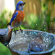 استفاده از آب اکسیژن‌دار برای پرندگان زینتی