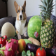 میوه‌های مناسب برای سگ‌ها