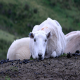 بیماری تب شیر در گوسفندان
