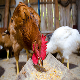 فرهنگ مصرف افزودنی‌ها در مرغداری‌ها