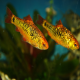 ماهی بارب طلایی