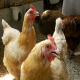 استرس گرمایی در مرغداری‌ها