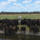 گاو غول‌پیکر استرالیایی هیچ خریداری ندارد