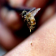سم زنبور جایگزین آنتی‌بیوتیک