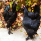 معرفی مرغ مرندی برترین نژاد مرغ تخمگذار محلی