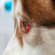 دلایل و درمان قرمزی چشم سگ