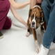آرام کردن سگ مضطرب در دامپزشکی