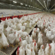 تقویت سلامتی مرغ‌ها با شناخت بیشتر جگر