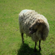 علت و درمان سرفه گوسفندان