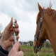 برنامه واکسیناسیون برای اسب