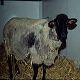 بیماری اسکرپی در گوسفند و بز