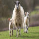 راهکارهای فیزیولوژیکی افزایش باروری در گوسفند