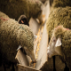 اسیدوز در گوسفندان