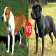 مقایسه دو نژاد سگ امریکن استافوردشایر تریر و استافوردشایر بول تریر