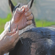 طب سوزنی در اسب، تلفيق تشخيص و درمان لنگش
