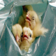 12 حقیقت درباره تخم مرغ که صنعت نمی خواهد شما بدانید