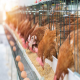 تاثیر سیستم های مختلف نگهداری مرغ تخمگذار بر سلامت و کیفیت میکروبیولوژی تخم مرغ