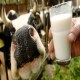 درجه بندی شیر خام بر اساس میکروب های موجود در آن