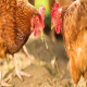  تأثیر ایوبایوتیک های eubiotic اسید پایه روی عملکرد مرغ های مادر